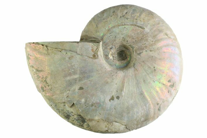 Silver Iridescent Ammonite (Cleoniceras) Fossil - Madagascar #345604